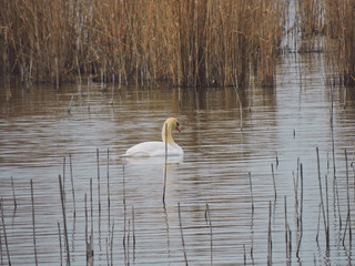 Birdwatching activity: A swan swimming in a lake.