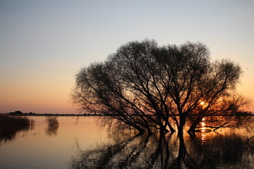 Sunset with tree in water
