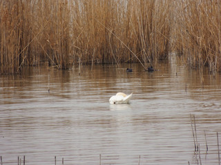 Birdwatching activity: A swan eating in a lake.