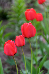 Red tulips in the garden