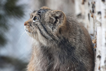 Pallas's cat (Otocolobus manul) living in the grasslands and montane steppes of Central Asia. Portrait of a cute furry wild kitten, closeup. Fluffy monster