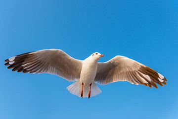 Seagull Birds is Flying in The Sky at Sunset. Natural Seabird, Animal and Wildlife.