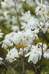 white flowering tree Magnolia