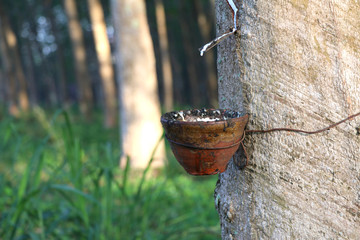 Rubber tree in the garden are making rubber tapping to remove latex.  