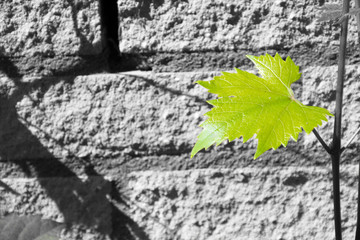 Zielony liść na szarym murze