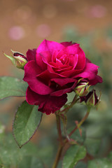 紫色のバラ（Intrigue）