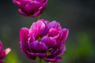 Green glade from crimson and violet unusual, decorative colors of tulips on a spring decline. Beautiful nature.