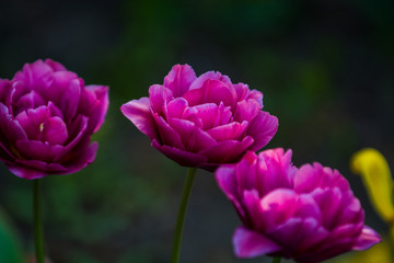 Green glade from crimson and violet unusual, decorative colors of tulips on a spring decline. Beautiful nature.