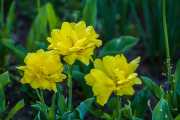 Green glade from yellow unusual and decorative colors of tulips on a spring decline. Beautiful nature.
