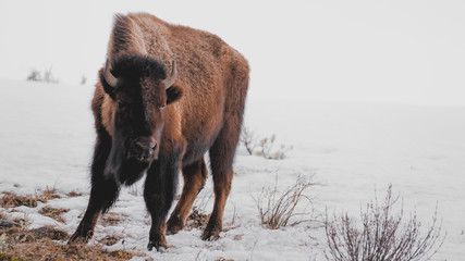 Young Bison Stares at Camera in Snow