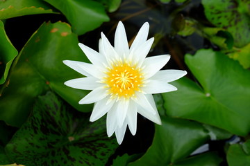 Beautiful White Lotus Flower in the Pond.