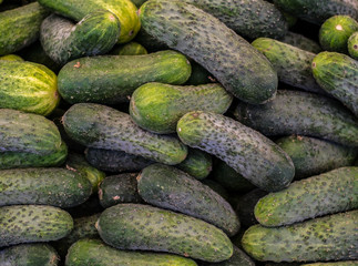 cucumbers at the market stall