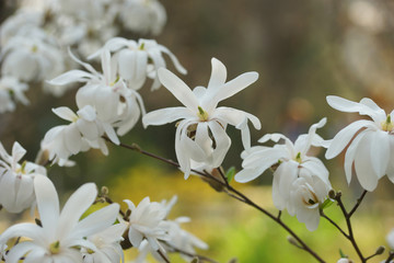 Fototapeta na wymiar white flowering tree Magnolia