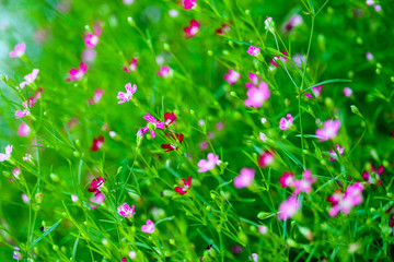 colorful beautiful pink gypsophila boutique flower in garden