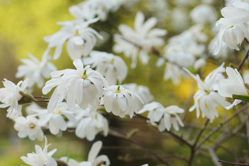 white flowering tree Magnolia