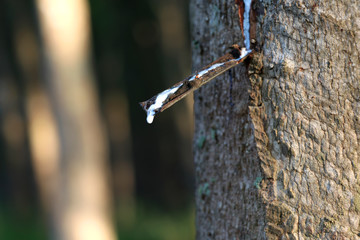 Rubber tree in the garden are making rubber tapping to remove latex.  