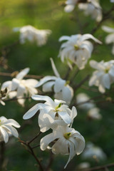 white flowering tree Magnolia