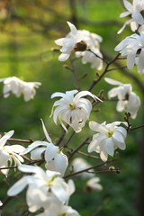 white flowering tree Magnolia