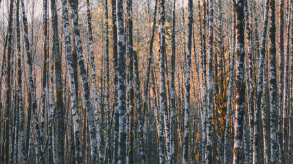 Obraz premium Light Shining Through Aspen Trees