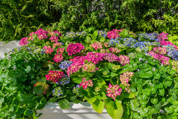 Fototapeta na wymiar pink and blue blooming hydrangea in a flower bed. Natural floral background with copy space