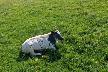One white caw grazing on spring green grass meadow