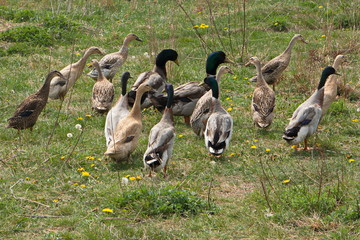 Group of Indian Runner ducks on a farm