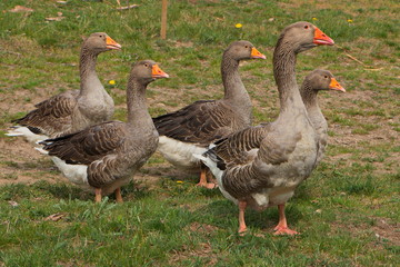 Group of greylag geese on a farm