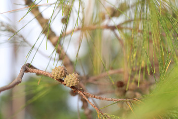 Pine cones on the branches of pine trees. 