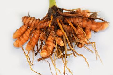 Yellow turmeric roots
