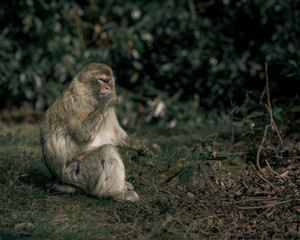 Naklejka na ściany i meble macaque