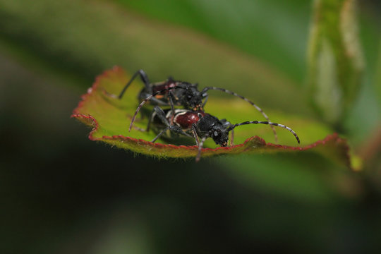 Anaglyptus mysticus, 