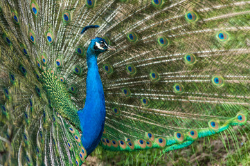 Obraz premium inside a public park, a beautiful peacock stands out showing the very long tail and bright colors, to conquer a female,