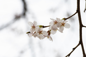 Cherry blossom in spring for background or copy space for text