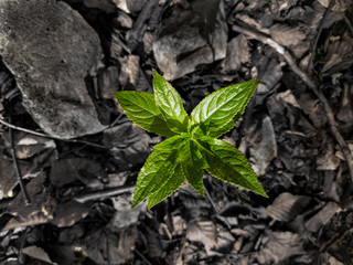 green plant closeup and background of dry leaves in the undergrowth
