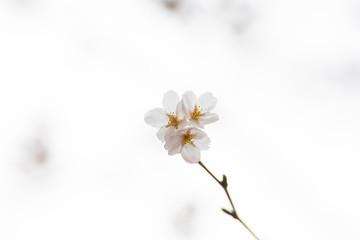 Cherry blossom in spring for background or copy space for text