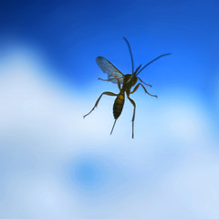 queen bee