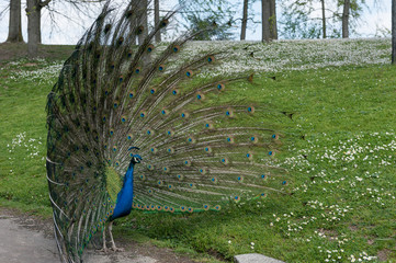 Obraz premium inside a public park, a beautiful peacock stands out showing the very long tail and bright colors, to conquer a female,