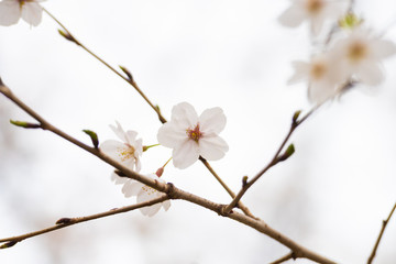 Cherry blossom in spring for background or copy space for text