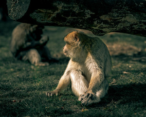 Monkey