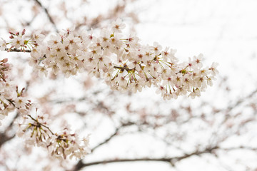 Cherry blossom in spring for background or copy space for text