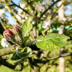 apple tree blossoms in spring