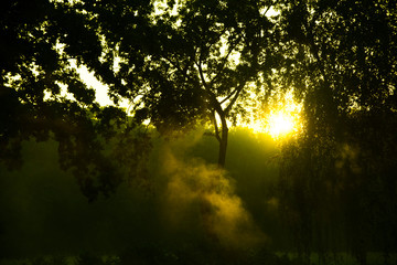Mgła i drzewa na tle wschodu słońca - obrazy, fototapety, plakaty