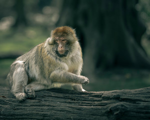 macaque