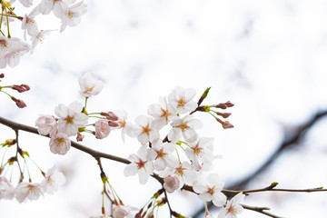 Cherry blossom in spring for background or copy space for text