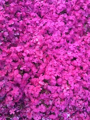 The close up of moss phlox