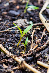 Golden Beet Seedlings, Detail