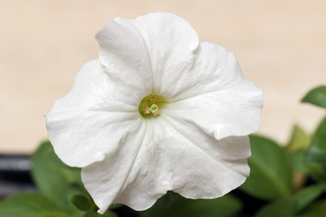 Petunia white macro, flower close-up.