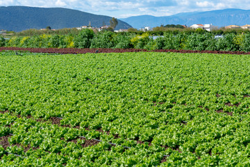 Fototapeta na wymiar Farm field with rows of young sprouts of green salad lettuce growing outside under greek sun.