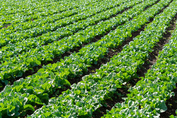 Farm field with rows of young sprouts of green salad lettuce growing outside under greek sun.