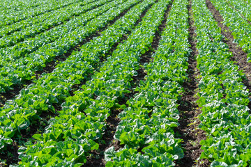 Farm field with rows of young sprouts of green romaine lettuce growing outside under greek sun.